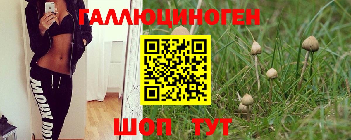 Чехов  где продают   Вход с VPN  Псилоцибиновые грибы GOLDEN TEACHER 